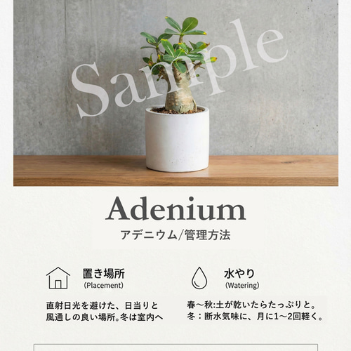 万物想 チレコドン・レティキュラーツス 塊根植物 コーデックス 乾き