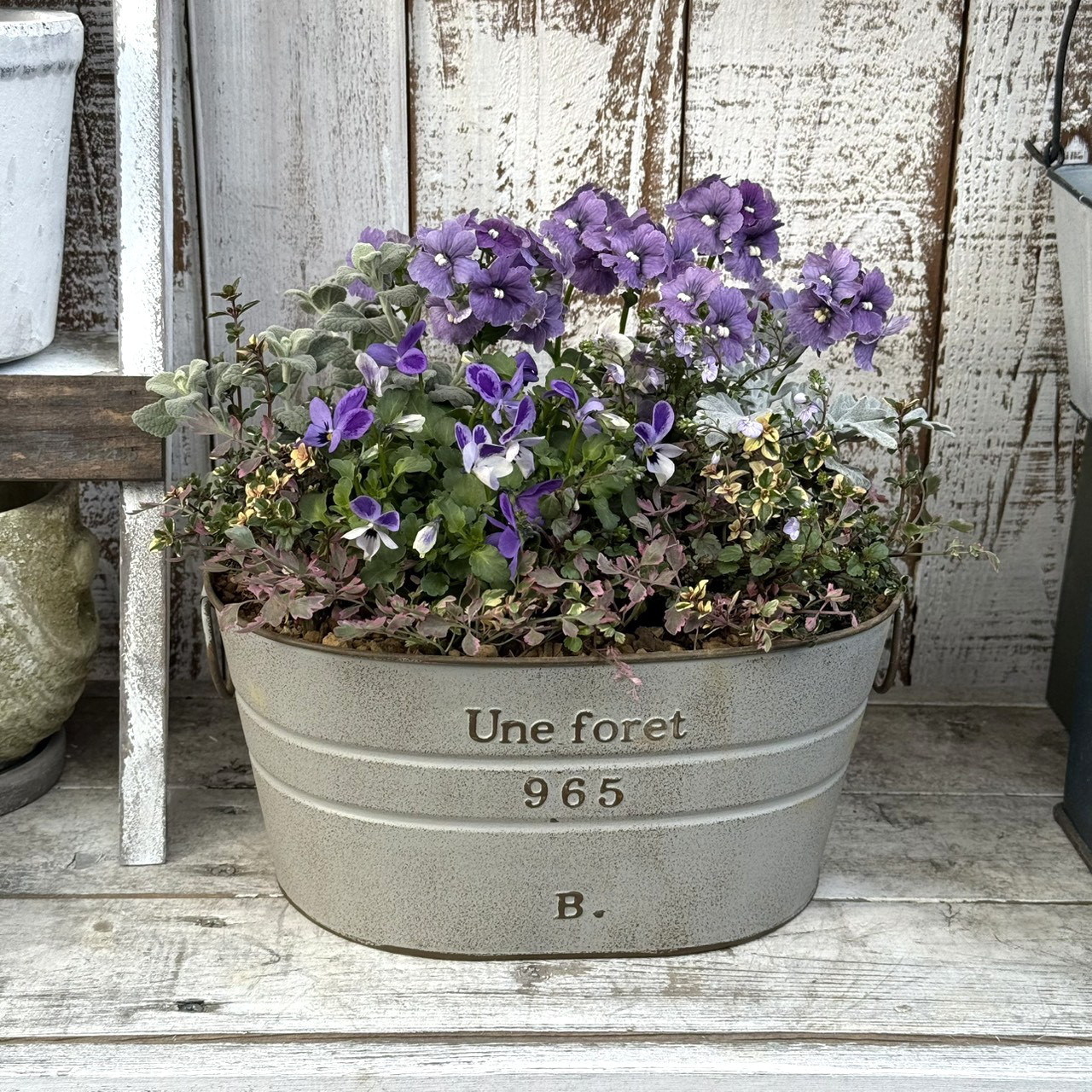 「蒼いうさぎ」のナチュラルブルー寄せ植え※寄せ植え完成品 花苗 苗 花 ガーデニング　園芸 ジュリアン マーガレット