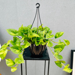 現品］【希少】モンステラ 斑入り 7号 幹上がり 観葉植物 室内 育て