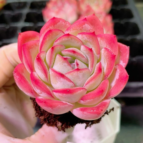 新入荷 多肉植物 エケベリア 落桜 5-6cm 抜き苗 1株 多肉植物 愛多肉