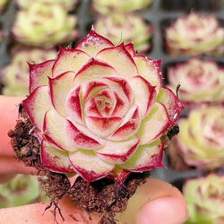 新入荷 多肉植物 エケベリア ミルクキャンディー 6-7cm 群生苗 1株