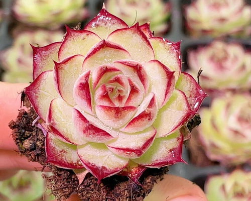 新入荷 多肉植物 エケベリア ローズ女王 4-5cm 抜き苗 1株 多肉植物 愛