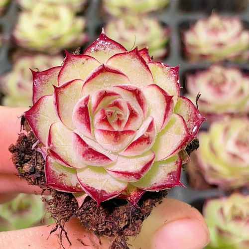 新入荷 多肉植物 エケベリア ローズ女王 4-5cm 抜き苗 1株 多肉植物 愛