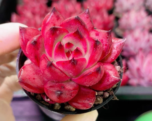 Top【選抜株】多肉植物　21063ピンクエレファント35個　鉢無し/脱土 Top【選抜株】多肉植物 21063 ピンクエレファント35個 鉢無し/脱土