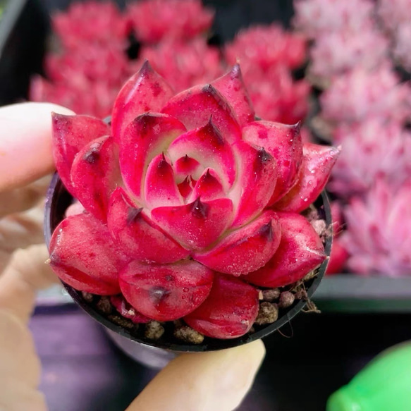 新入荷 多肉植物 スーパー・フランク 4cm 抜き苗 1株 多肉植物 愛多肉