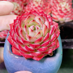 新入荷 多肉植物 エケベリア ミルクキャンディー 6-7cm 群生苗 1株