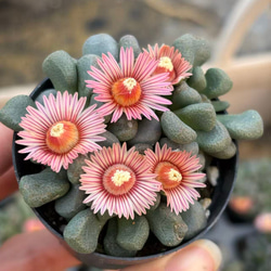 新入荷 多肉植物 エケベリア ミルクキャンディー 6-7cm 群生苗 1株