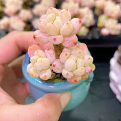 多肉植物 エケベリア ハートチョイス 特価 1苗1500円 多肉植物 愛多肉