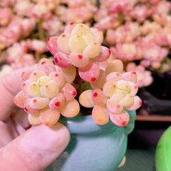 お買い得 早い者勝ち 2026 超豪華 12品種 多肉植物福袋 多肉植物 愛