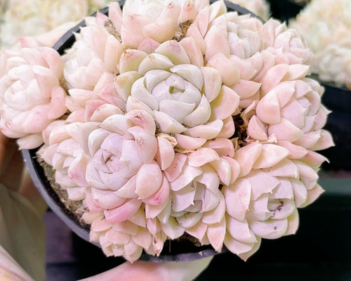 ❣️ミルクキャンディー❣️現品 エケベリア 寄せ植え 多肉弁当 多肉植物 新入荷 多肉植物 エケベリア ミルクキャンディー 6-7cm 群生苗 1株