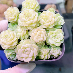 お買い得 早い者勝ち 人気ドロサンテマム キラキラ 20品種 2025 超豪華