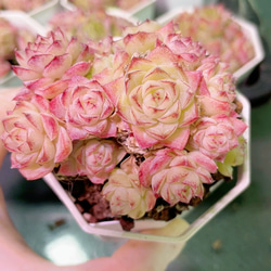 お買い得 早い者勝ち 2026 超豪華 12品種 多肉植物福袋 多肉植物 愛