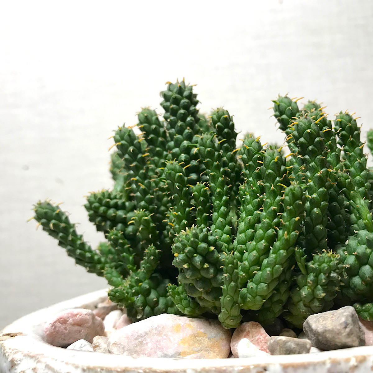 ユーフォルビア イネルミス ＊ 塊根植物 多肉植物 珍奇植物