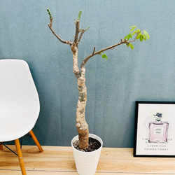 現品］33番 フィカス ベンガレンシス 曲がり 8号 観葉植物 室内 大型