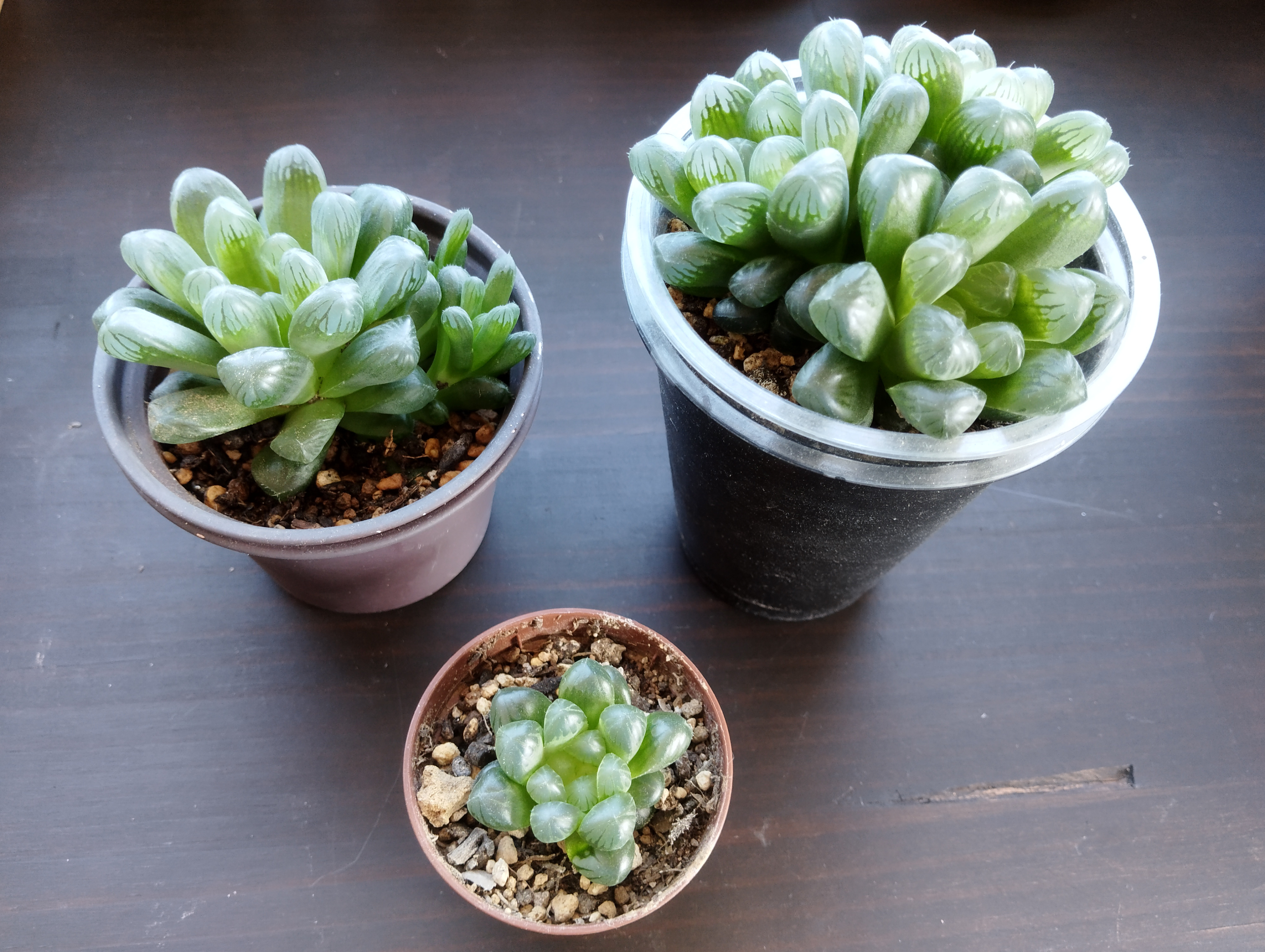 つぶつぶ植物　3鉢セット