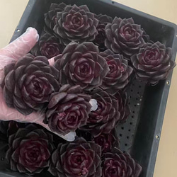 お買い得 早い者勝ち 2026 超豪華 12品種 多肉植物福袋 多肉植物 愛