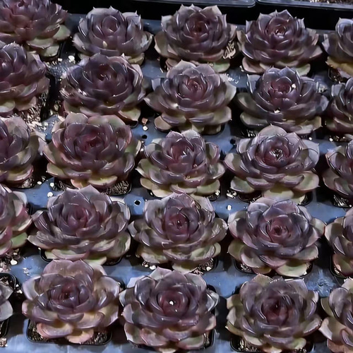 新入荷 ブラック系 多肉植物 エケベリア 黒茶花 大株 7-8cm 抜き苗 1株