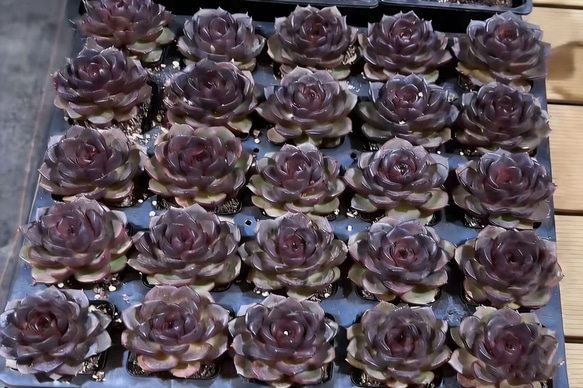 新入荷 ブラック系 多肉植物 エケベリア 黒茶花 大株 7-8cm 抜き苗 1株