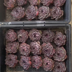 多肉植物 リトープス レア三面体 抜き苗 1株999円 1cm 多肉植物 愛多肉