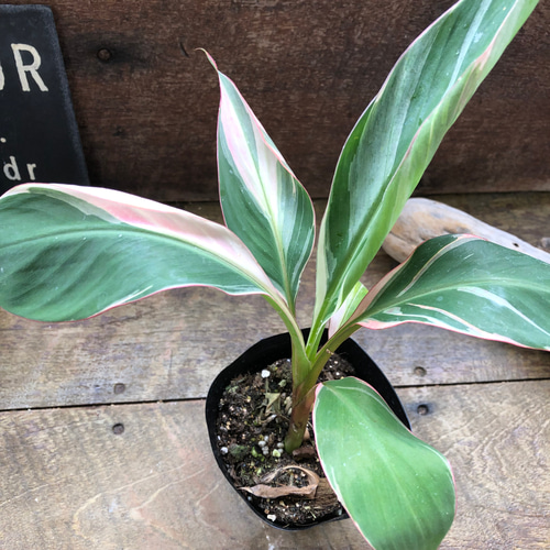 ピンクバナナ バリエガータ♡ムサノノピンクバリエガータバナナ♡musa