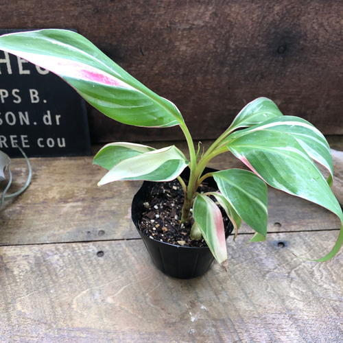 ピンクバナナ バリエガータ♡ムサノノピンクバリエガータバナナ♡musa