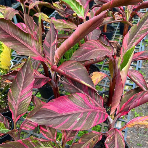 ピンクバナナ バリエガータ♡ムサノノピンクバリエガータバナナ♡musa