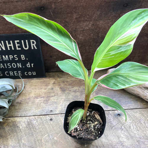 ピンクバナナ バリエガータ♡ムサノノピンクバリエガータバナナ♡musa