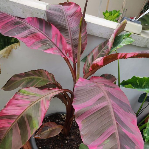 ○ポットごと♡ピンクバナナ バリエガータ♡ムサノノ ピンクバリエガータ♡バナナ♡ ピンクバナナ バリエガータ♡ムサノノピンクバリエガータバナナ♡musa