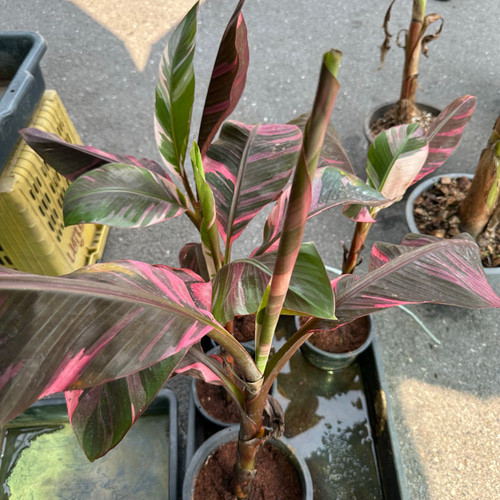 ピンクバナナ バリエガータ♡ムサノノピンクバリエガータバナナ♡musa