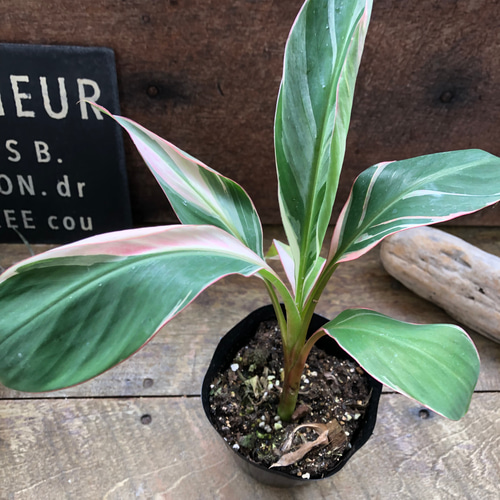 ピンクバナナ バリエガータ♡ムサノノピンクバリエガータバナナ♡musa