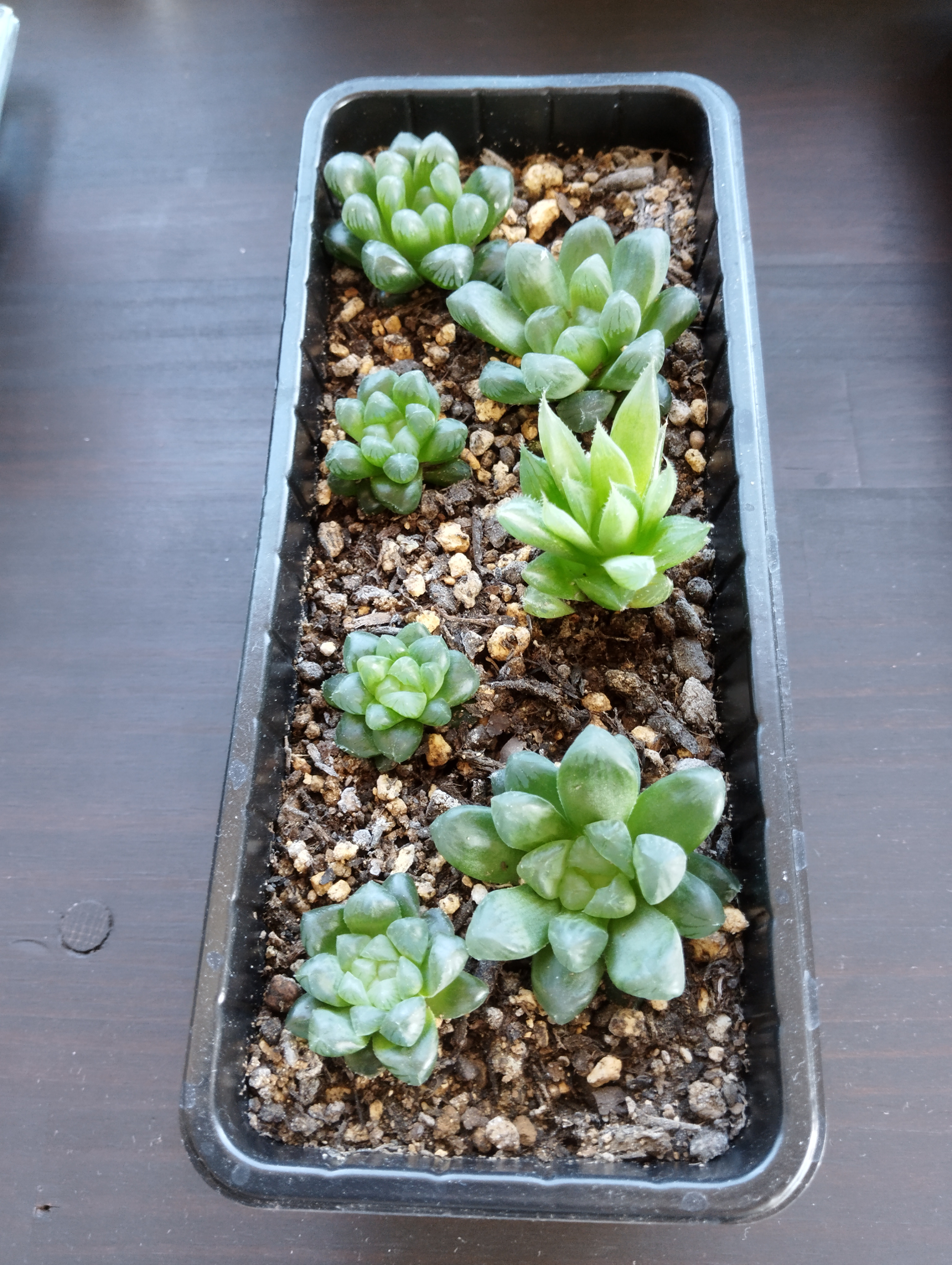 つぶつぶ植物　8cm×20cm