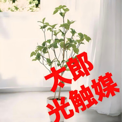 光触媒　人工観葉植物　ウォールグリーン　フェイクグリーン　サラサドウダン1.2 光触媒 人工観葉植物 ウォールグリーン フェイクグリーン サラサ