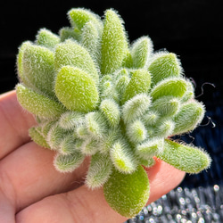 新入荷 多肉植物 エケベリア スノーピーチ 超美苗 レア種 多肉植物