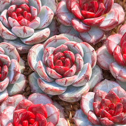 多肉植物(韓国苗) エケベリア 氷砂糖水晶 アイスシュガークリスタル