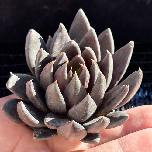 新入荷 大人気 多肉植物 エケベリア 黒騎士 超美苗 レア種 多肉植物