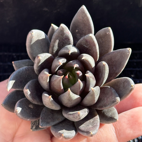 新入荷 大人気 多肉植物 エケベリア 黒騎士 超美苗 レア種 多肉植物