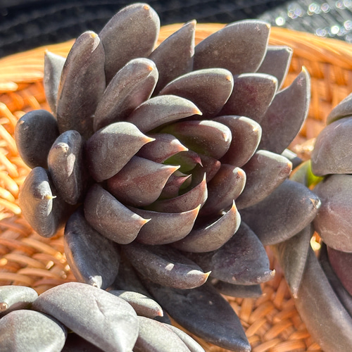 新入荷 大人気 多肉植物 エケベリア 黒騎士 超美苗 レア種 多肉植物