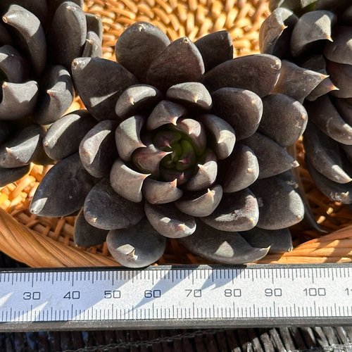 新入荷 大人気 多肉植物 エケベリア 黒騎士 超美苗 レア種 多肉植物