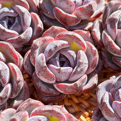 新入荷 多肉植物 エケベリア アイスラブリーローズ錦 超美苗 レア種