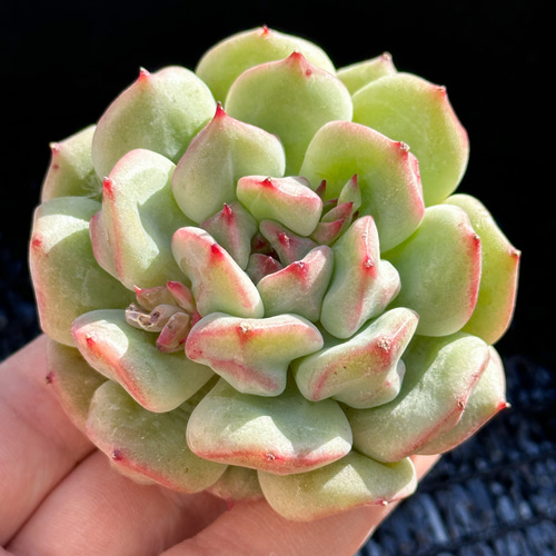 新入荷 大人気 多肉植物 エケベリア 抹茶シュー 超美苗 レア種 多肉