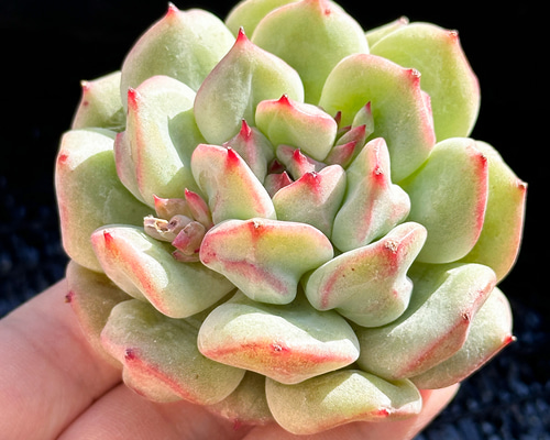 新入荷 大人気 多肉植物 エケベリア 抹茶シュー 超美苗 レア種 多肉