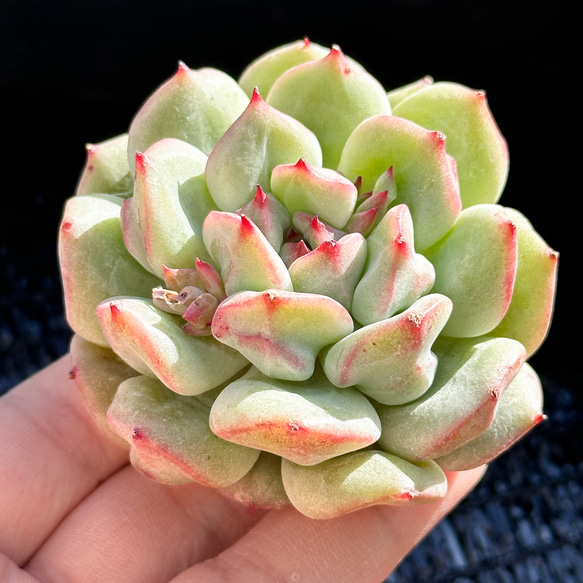 新入荷 大人気 多肉植物 エケベリア 抹茶シュー 超美苗 レア種 多肉