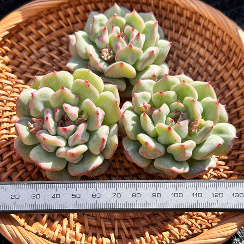 新入荷 大人気 多肉植物 エケベリア 抹茶シュー 超美苗 レア種 多肉
