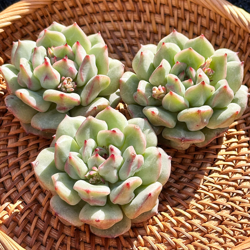 新入荷 大人気 多肉植物 エケベリア 抹茶シュー 超美苗 レア種 多肉