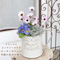 フリルパンジーとローダンセマムの寄せ植えバスケット フリルパンジー