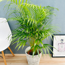 現品］【希少】55番 アガベ アテナータ ボーチンブルー 8号 観葉植物