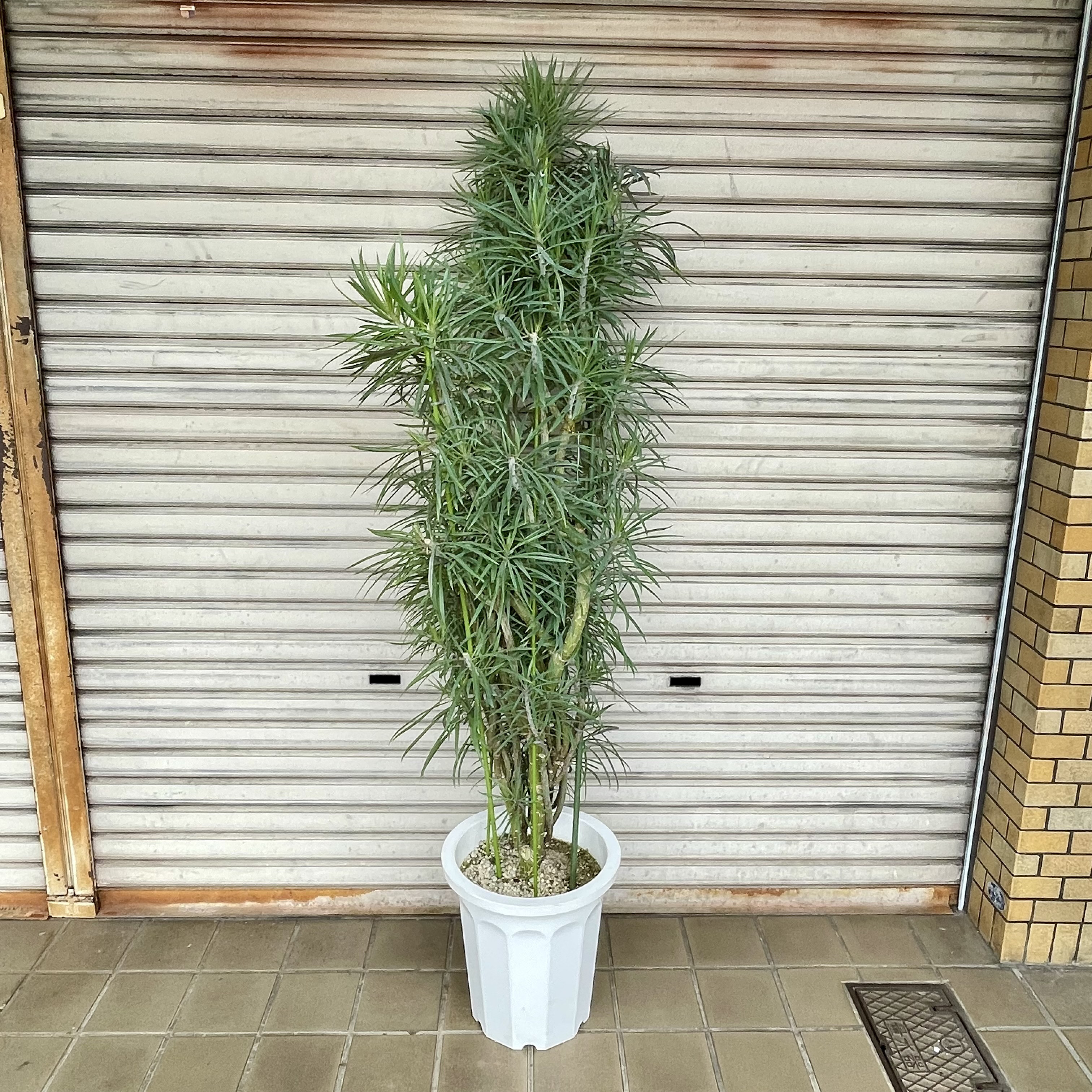 彫刻のような幹姿｜大株 モンキーツリー（幸運の木）高さ約160cm 観葉植物 インテリアグリーン