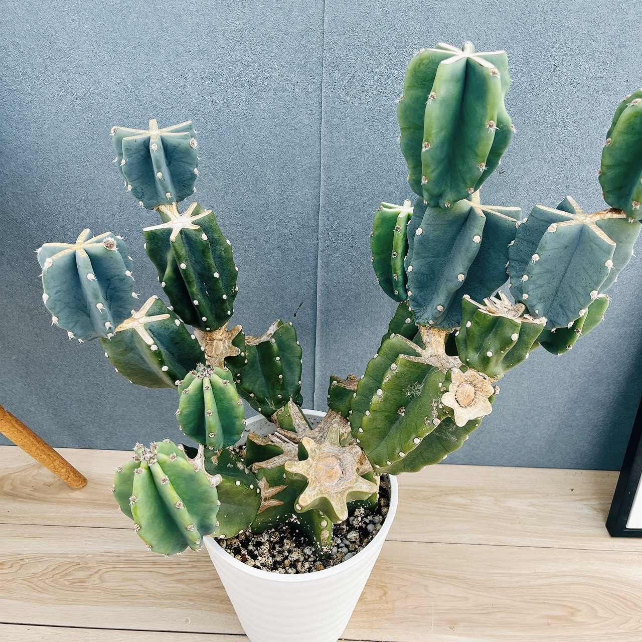 ［現品］16番　柱サボテン　鬼面角  ブランチ　8号　観葉植物　室内　大型　多肉植物　おしゃれ　人気 8,462円
