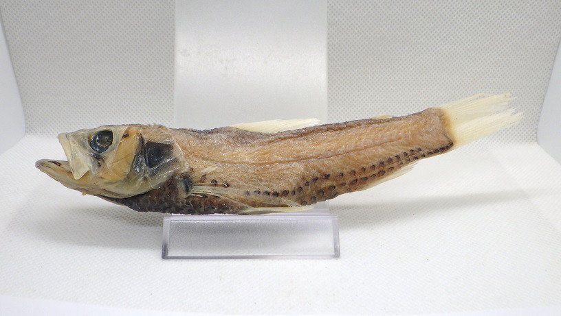 サンゴイワシ　プラスティネーション標本