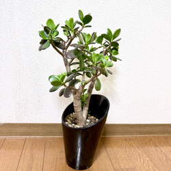 爽やか✨アオオリヅルラン⭐️大株⭐️spider plant child⭐️セット